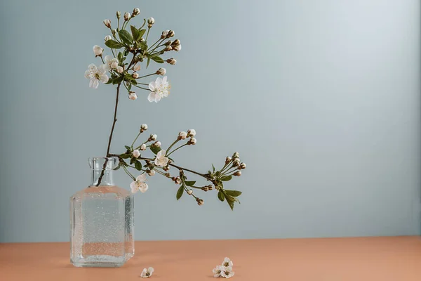 Çiçekte elma ağacı dalları. Yaz hala hayat