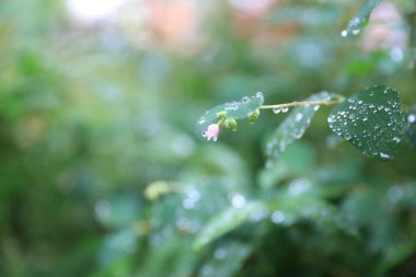 Gruene Blaetter im Regen mit Regentropfen