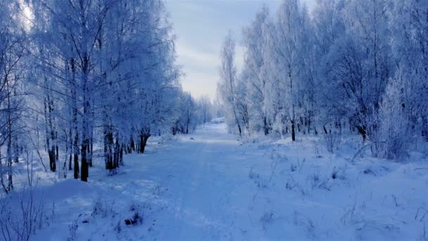 Зимняя дорога и лес со снегом и морозом на деревьях, замерзший путь в снегу — стоковое видео