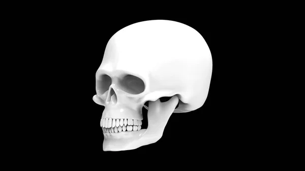黒い背景に隔離された人間の頭蓋骨 黒と白の3Dレンダリング 白い頭蓋骨 — ストック写真