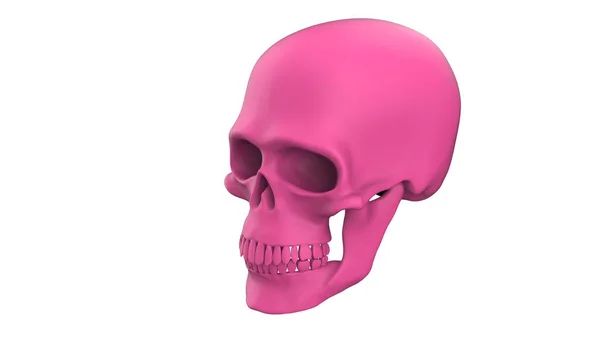 3D使人类的头骨在白色背景下被隔离 — 图库照片