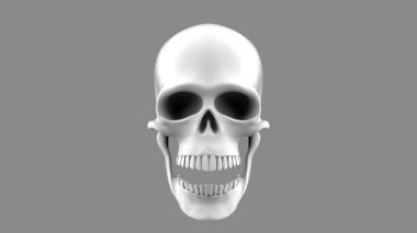 3 boyutlu kafatası, gri arka planda ağzı açık.