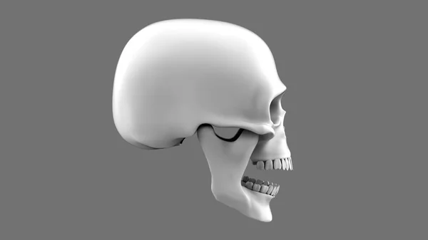 Gri Arka Planda Ağzı Açık Bir Kafatası Profilde Oluşturulmuş Kafatası — Stok fotoğraf