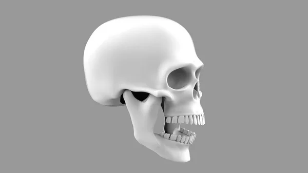 Skull Open Mouth Rendering Skull Gray Background — Stock Photo, Image