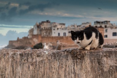Kedi ve Essaouira, Morocco