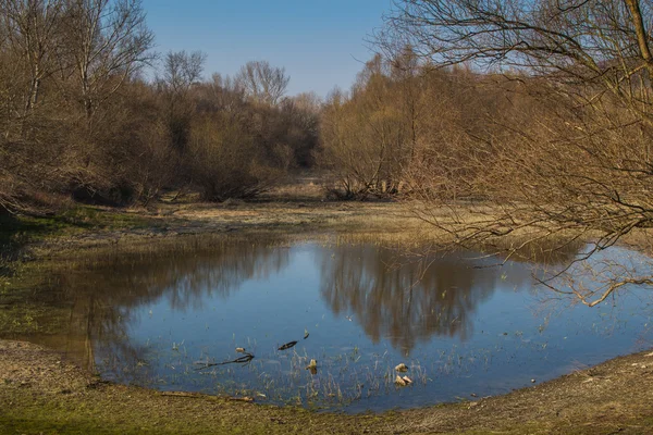 Sjön och en skog i slutet av våren eftermiddagen — Stockfoto