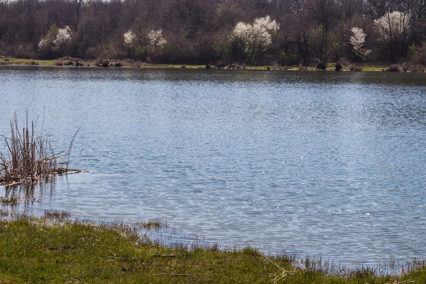 Küçük güneş yansımaları ile bir göl seviyesi