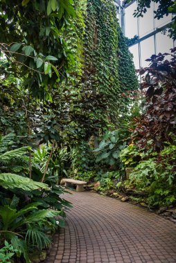 Tropik bitkiler ile sera 