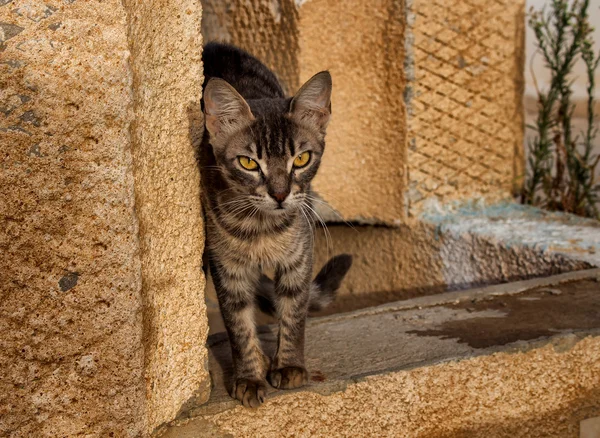 Lekfull katt, Tunisien — Stockfoto