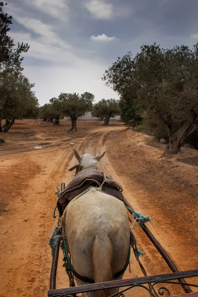 White horse olive Grove, Tunus