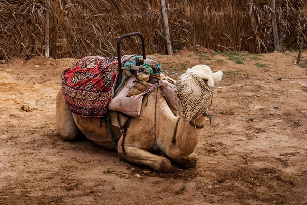 Wielbłąd w gospodarstwie, Tunezja — Zdjęcie stockowe