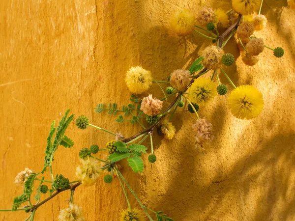 Harmonia, mimozy i ściana żółty — Zdjęcie stockowe