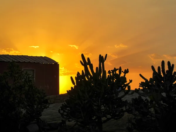 Cactus et un coucher de soleil, Egypte — Photo