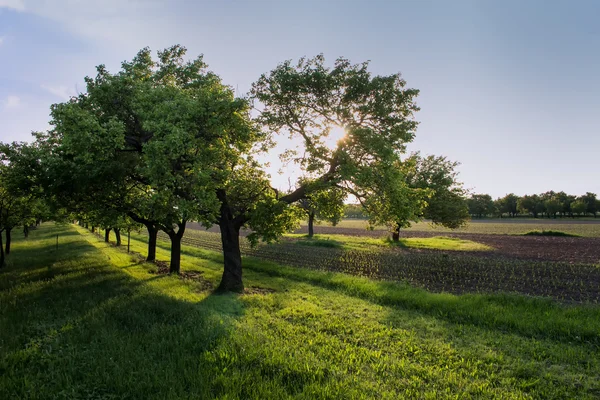 Field in the Morning Light — Stock Photo, Image