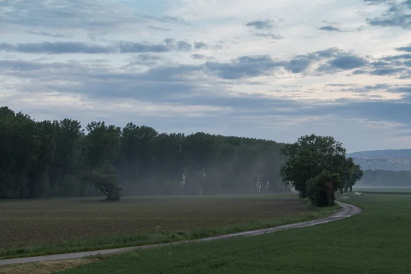 Field in the morning mist — Stock Photo, Image