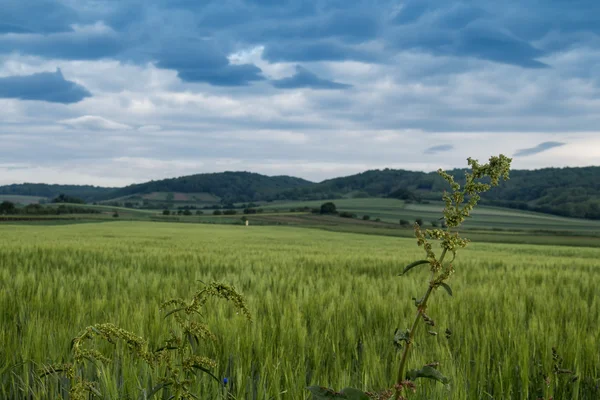 Campo após uma tempestade — Fotografia de Stock