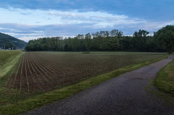 Champ de maïs dans une matinée brumeuse — Photo