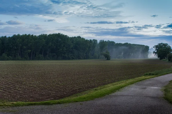 Polu kukurydzy w mglisty poranek — Zdjęcie stockowe