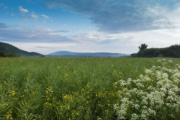 Spring Rape Field — Stock Photo, Image