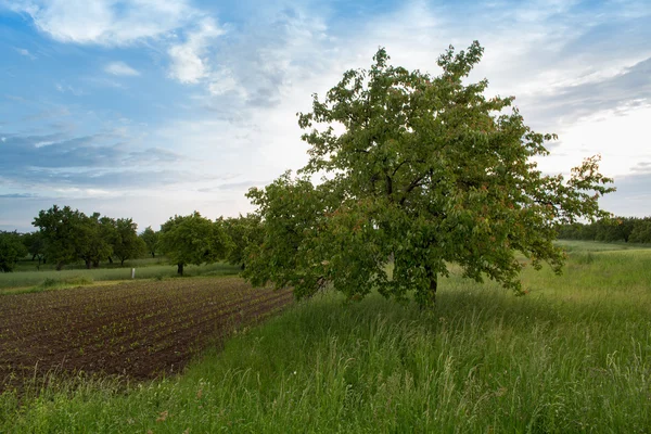 Strom v poli ráno — Stock fotografie