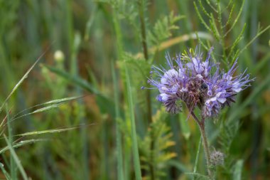 alanında mavi çiçek