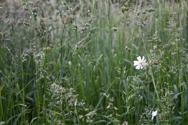 Stock image White Flower in the Meadow