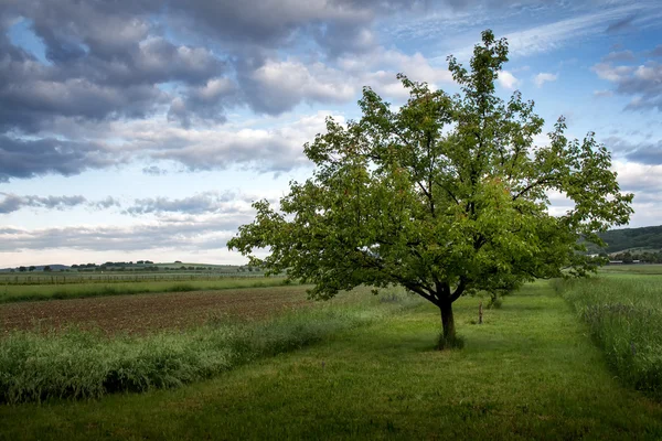 Arbre sur le terrain le matin — Photo