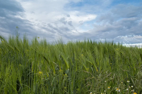 Campo de cevada na primavera — Fotografia de Stock