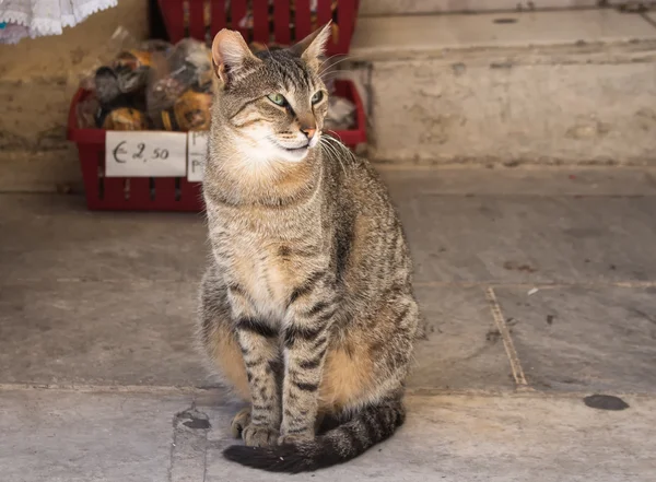 Randig katt sittande — Stockfoto