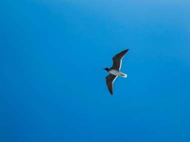 Uçan martı ve mavi gökyüzü