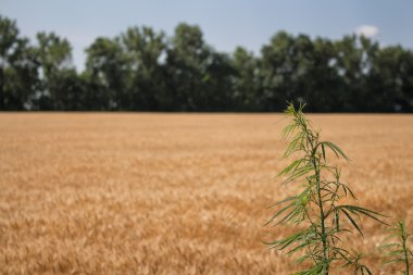Hububat Ürünleri alan ve kenevir bitki