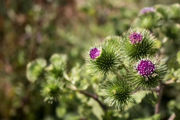 Details of Thistle Flowers
