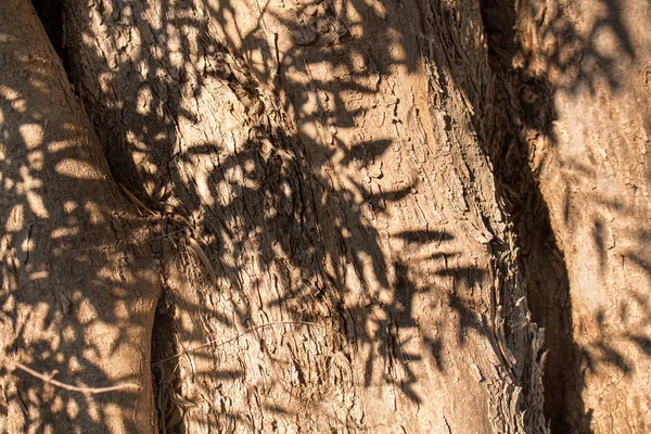 Оливкове дерево тулуба з гілок тіні — стокове фото