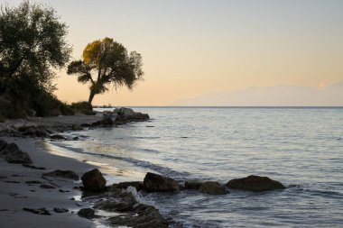 Altın saatin başında güneş ışığında yapayalnız bir ağaç. İyon Denizi 'nin sahillerinde yetişiyor. Ufuktaki dağlar. Roda, Korfu (Korfu), Yunanistan.
