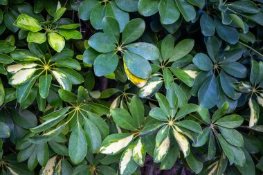 Schefflera, sarı-yeşil yapraklı bitki, parkta yetişiyor. Tenerife, Kanarya Adaları, İspanya.