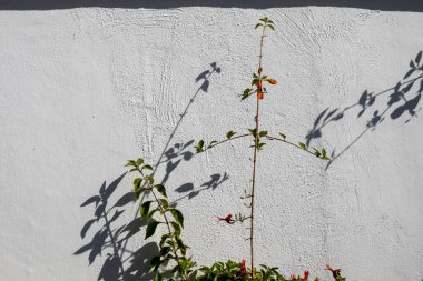 Küçük yaprakları ve çiçekleri olan küçük bitkiler, arka plandaki beyaz duvarda destansı bir gölge oluşturuyor. Puerto Cruz, Tenerife, Kanarya Adaları, İspanya.