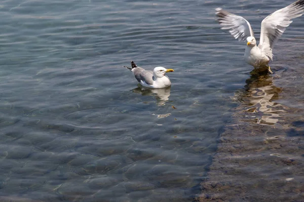 İyon denizinin sığ sularında bir çift martı. Kerkyra, Korfu (Korfu), Yunanistan.