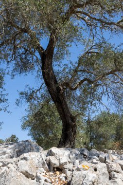Çayırdaki yüksek zeytin ağaçları. Bir sürü beyaz taş. Parlak mavi gökyüzü. Paxos, Yunanistan.