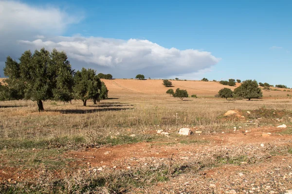 País con Olivos, Marruecos —  Fotos de Stock
