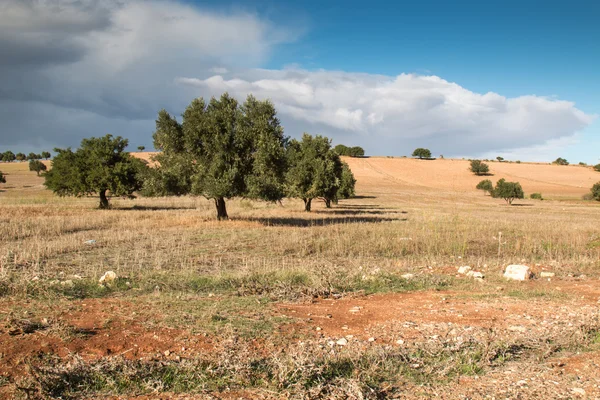 Χώρα με ελαιόδεντρα, Μαρόκο — Φωτογραφία Αρχείου