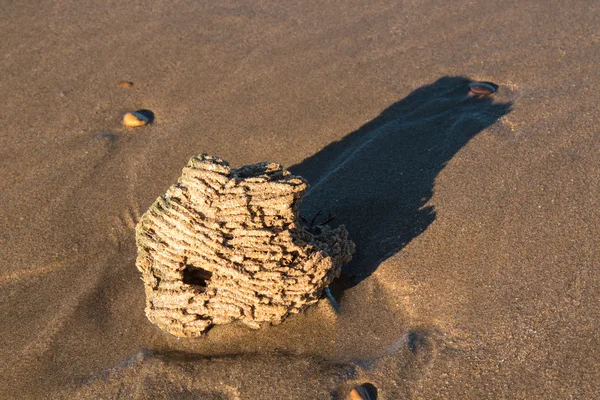 摩洛哥海滩上的海洋生物碎片 — 图库照片