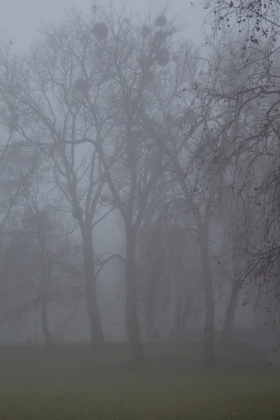 Misty manhã de inverno em um parque — Fotografia de Stock