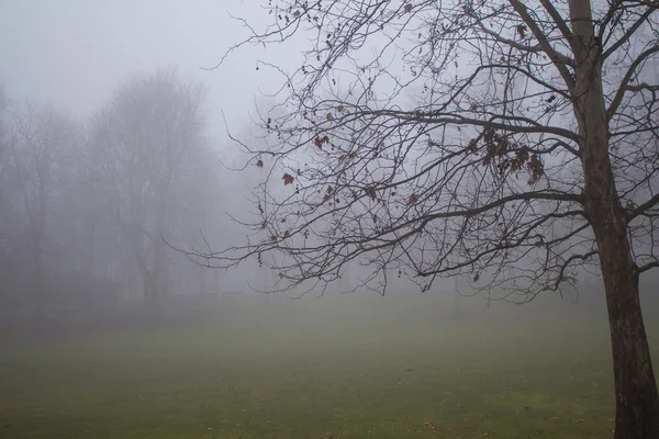 Nebliger Wintermorgen in einem Park — Stockfoto