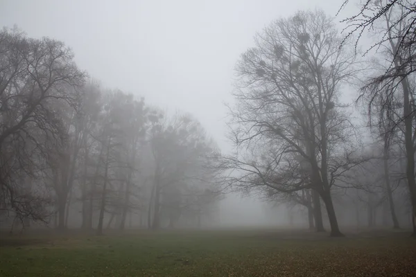Mattina invernale nebbiosa in un parco — Foto Stock