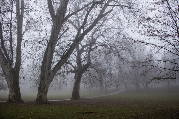 Matin brumeux dans le parc — Photo