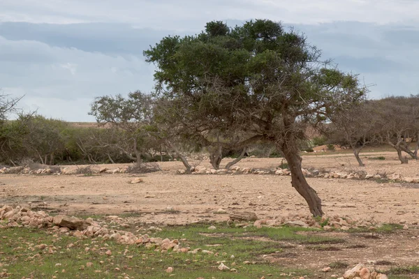 Paese marocchino con albero di argan — Foto Stock