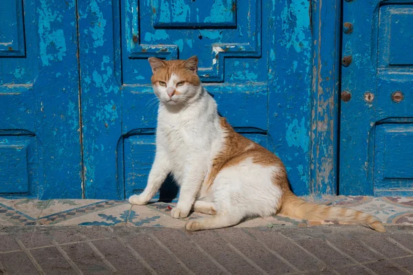 Katt och en blå grind — Stockfoto