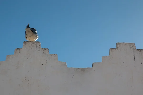 Gaviota en el borde de una pared —  Fotos de Stock