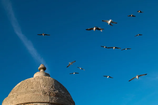 Şehir sur, Essaouira, Fas detay — Stok fotoğraf