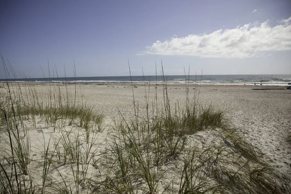 Strand Mit Hafer — Stockfoto